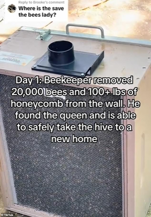 Ashley contacted a pest control company who confirmed there were bees in the walls.  She then contacted a beekeeper named Curtis, who used a thermal camera to find the bees.