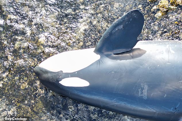 The calf's mother, Spong, (pictured) died after becoming stranded in the lagoon during what rescuers believed was an ill-timed attack.  An autopsy revealed that Spong was pregnant when she died.