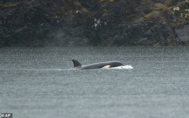 The orphaned orca (pictured) has refused to leave the lagoon despite rescuers' attempts to lure it using metal oikomi tubes that reverberate in the water to herd the whales.