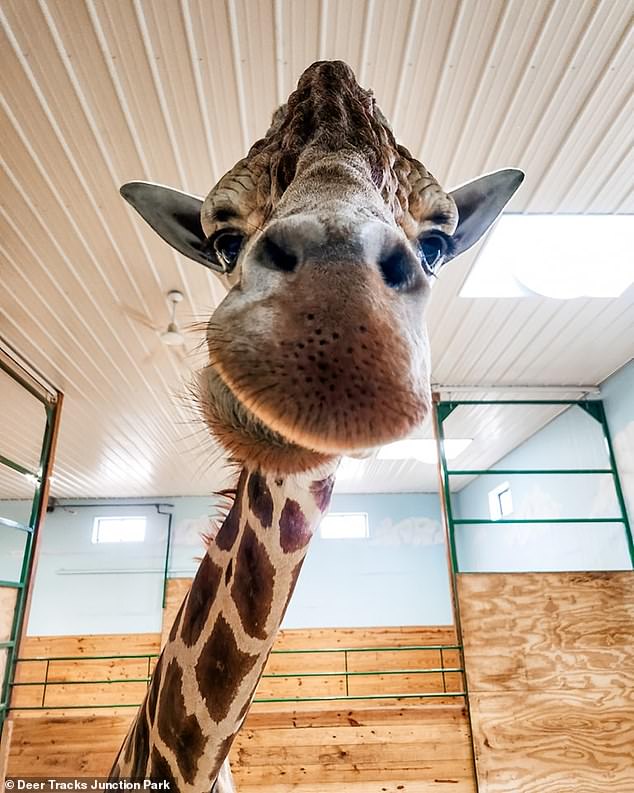 The Kent County Sheriff's Office told WTSP that Powell was on a 6-foot ladder in the giraffe enclosure when the animal hit the ladder, causing him to fall.