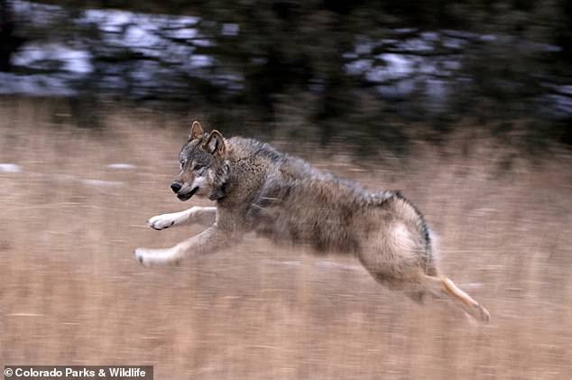 In February, Wyoming ranchers became concerned about the presence of wolves after they were released near the state line.