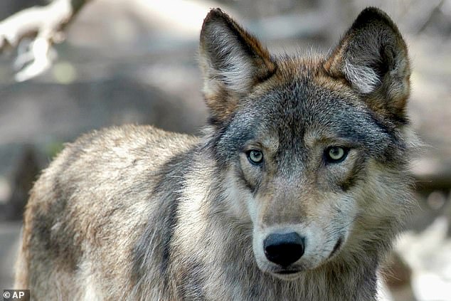 In the state of Colorado it is illegal for the general public to hunt or kill wolves, as they are protected by the federal government.