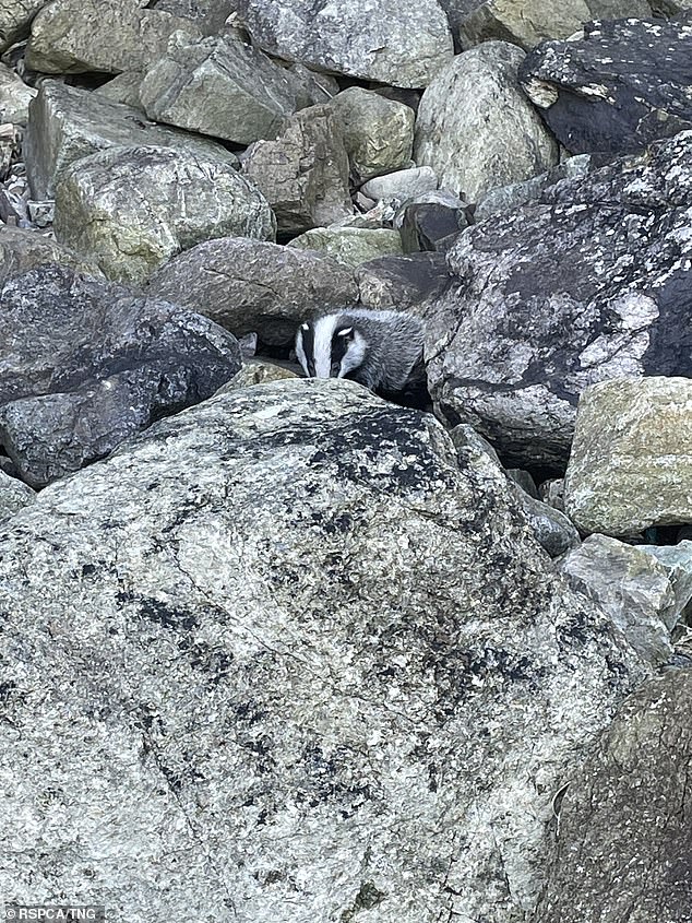 A video taken by Inspector Hogben shows when the badger cub was first seen hiding behind rocks.