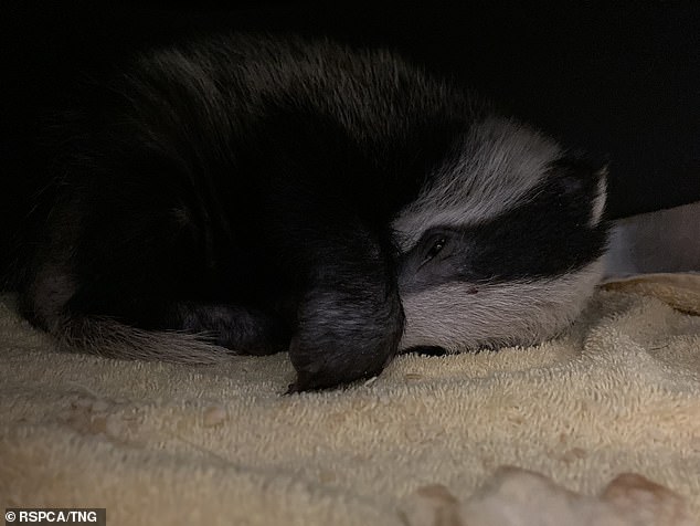 The badger is resting well after his ordeal