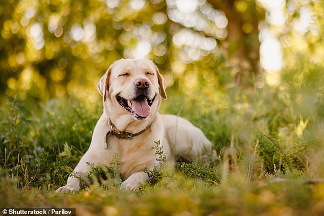 In their study, researchers set out to understand whether pure breeds such as Labradors (file image) are more or less likely to suffer from health problems than mixed breeds.