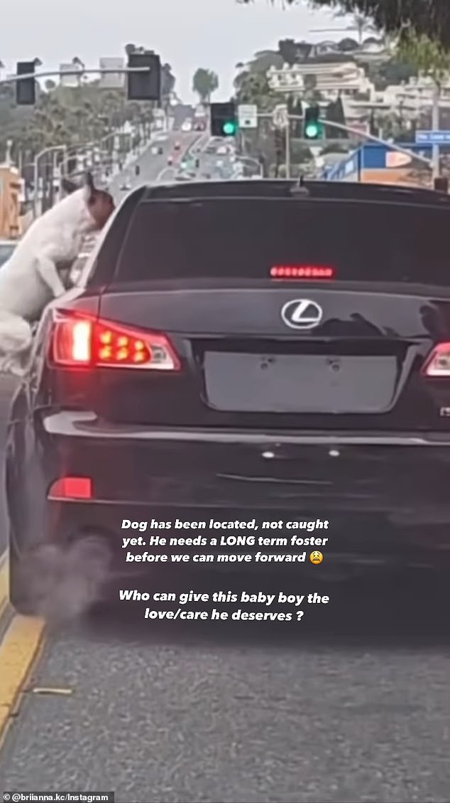 An onlooker captured the moment the dog's owner threw him out of his Lexus and drove away.