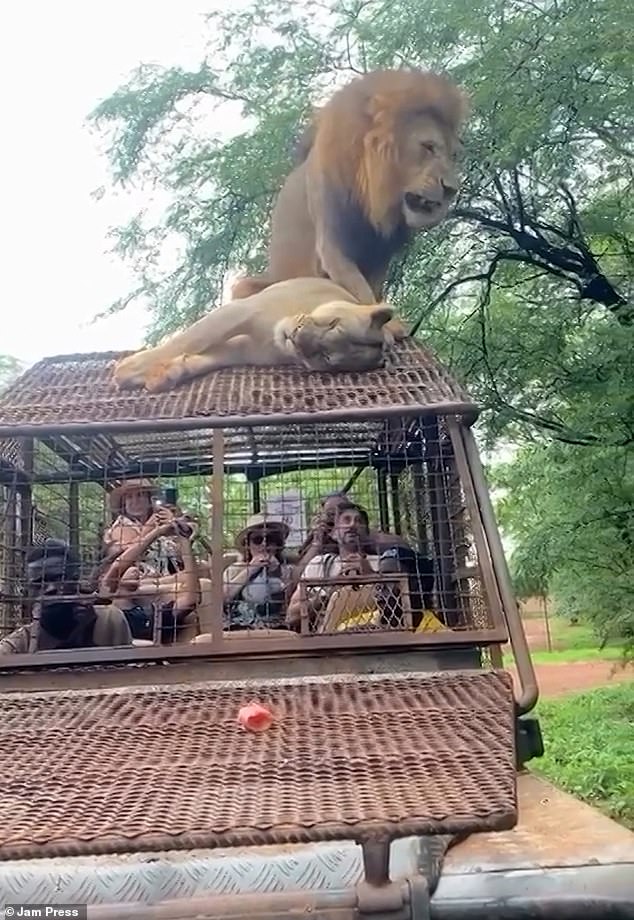 But the tourists seem more impressed than the lioness, as she quickly fell on her side as the lion moved on top of her.  He appears dejected as the laughing tourists below them continue filming through the metal grate.
