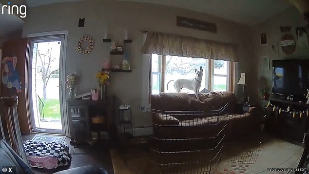 In a video from New Jersey, a dog suddenly sits up, seconds before the rooms shake violently and his belongings fall.