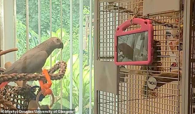 The study, led by animal-computer interaction specialists at the University of Glasgow, gave tablets to nine parrots and their owners to explore the potential of video chats to 