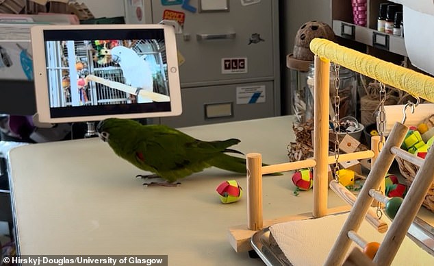 Scientists believe these intelligent birds, which often suffer from loneliness in captivity, can distinguish between live and pre-recorded videos.