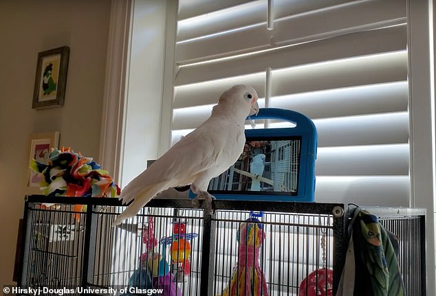 To investigate how the parrots would respond to the choice, the researchers provided their keepers with tablets displaying large glowing buttons showing images of the other birds in the study.  The birds' keepers then trained them to initiate Facebook Messenger calls by ringing a bell when they wanted to interact with the screen.