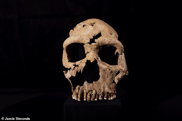 The reconstructed skull was surface scanned and 3D printed, forming the base of a reconstructed head created by world-leading paleo artists and identical twins Adrie and Alfons Kennis, who built layers of fabricated muscle and skin to reveal a face.