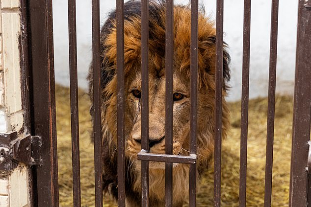 The big cats currently in kyiv include Rori, a male lion (pictured) and four lionesses: Vanda, Yuna and sisters Amani and Lira.