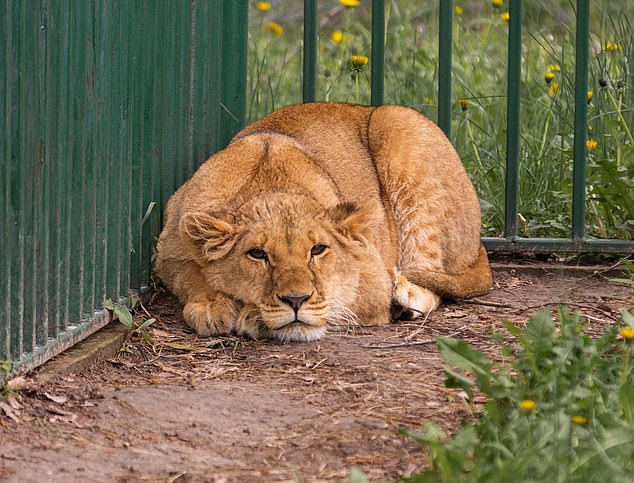 Kent-based Big Cat Sanctuary is hoping to evacuate a group of African lions currently living in critical conditions in war-torn kyiv.