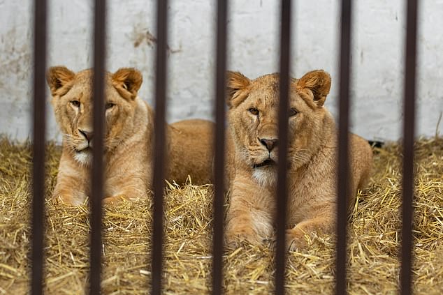 Sisters Amani and Lira were rescued from a breeding facility in Ukraine, where they were found kept in an enclosure with their mother and father.