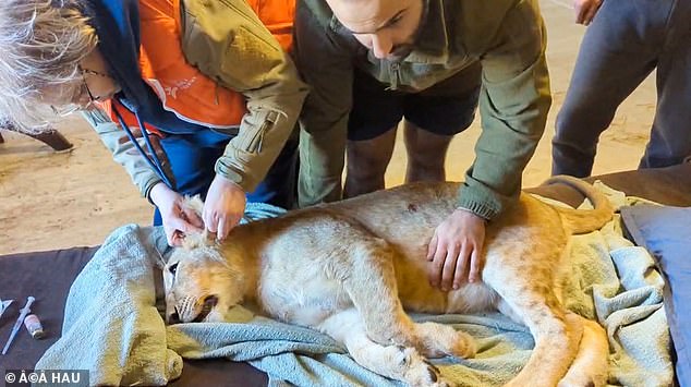Vanda, a young lioness about a year old, was rescued from a private owner in southeastern Ukraine.  She was kept in an apartment by a military man, who kept her as a pet with her family.