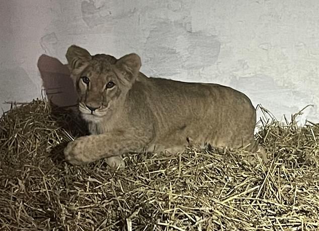 It is believed there were plans to use some of the lions for illegal breeding.