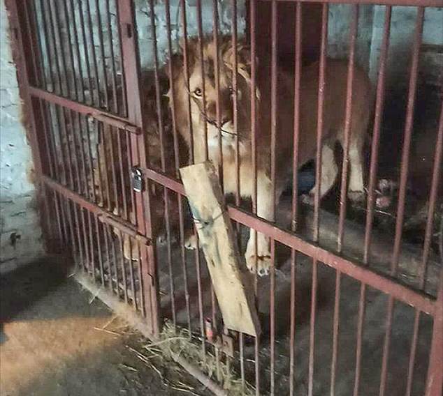 It is believed that Rori, the three-year-old male lion, was also used for illegal breeding.  When he was rescued in January 2023, he could not stand and suffered severe coordination problems, probably caused by the electric shock.