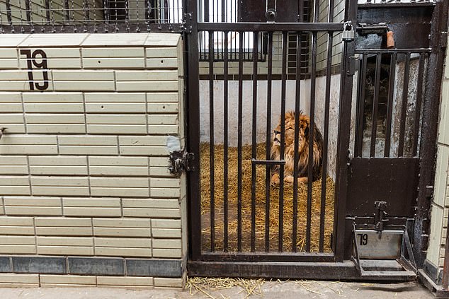 Natalia Popova coordinates the current lion shelter at Wild Animal Rescue and said the big cats were left 