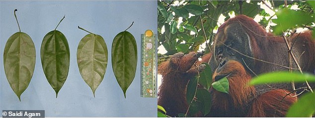 The leaves of Akar Kuning (left), a plant used in Indonesia by people to treat dysentery, diabetes and malaria.  The orangutan Rakus (right) eating the leaves.
