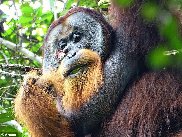 Rakus shows a mouthful of Akar Kuning leaves.  You can see the wound on his face, open but not infected.