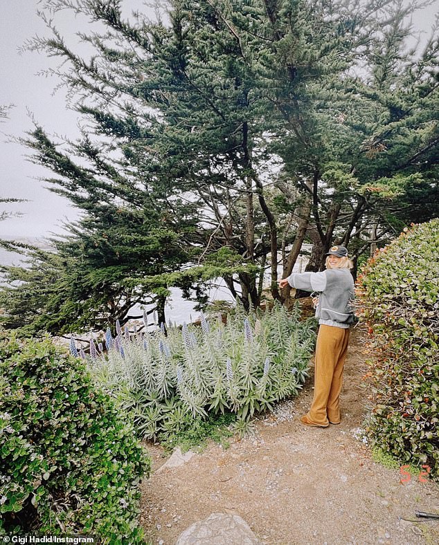 She was also spotted on the coast in Carmel, California, where she spent time with her boyfriend Bradley Cooper, as well as her friend Taylor Swift and her boyfriend Travis Kelce, according to Travis' mother, Donna Kelce.  The trees are the gift: they are Monterey Cypress