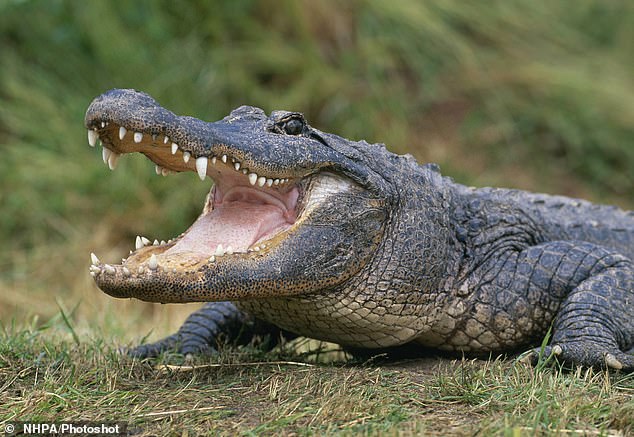 According to the Louisiana Alligator Advisory Council, the wild alligator population is estimated at around two million in the state.