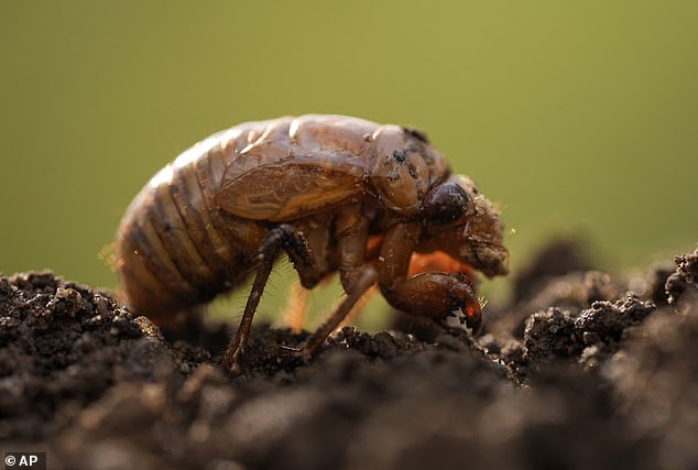 A periodical cicada nymph is seen in Macon, Georgia, on Wednesday, March 27, 2024.