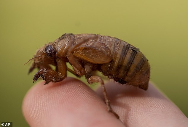 In the photo: the same cicada nymph on both fingers of a person.