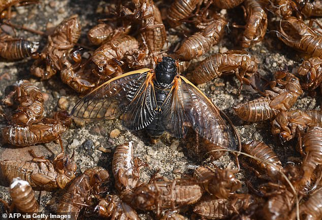 The two baby cicadas that will arrive in 2024 are expected to live about a month