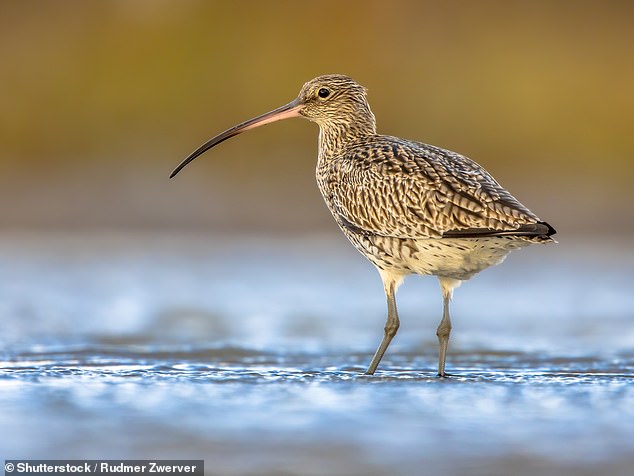 Birds such as curlews (pictured), lapwings and skylarks nest on the ground, meaning their eggs or chicks are often crushed by livestock (File Photo)