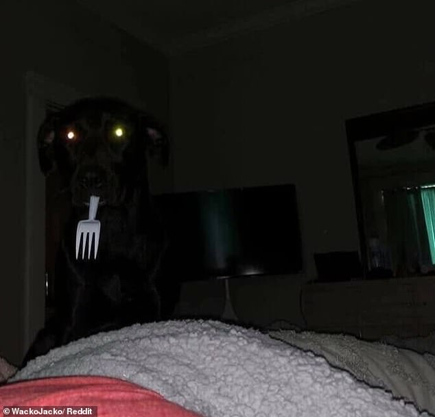 The owner of this black Labrador got the shock of his life when he woke up in bed and found his dog standing over them with a plastic fork in his mouth.