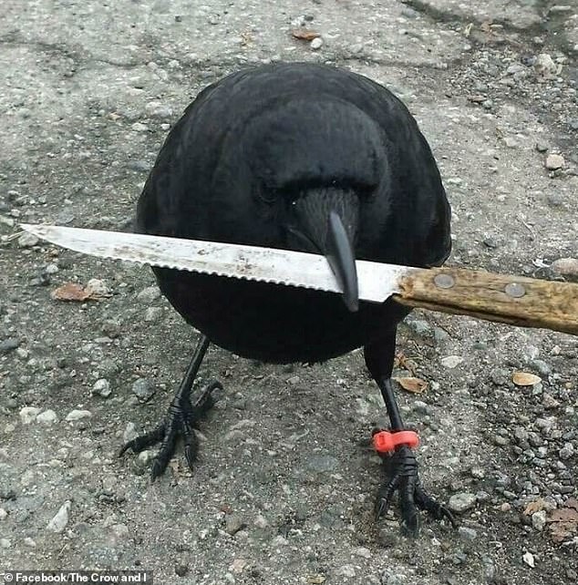 In 2017, Canuck the Crow from Vancouver, Canada, caused a stir when he stole a sharp corrugated knife from a crime scene and attacked a mail carrier with it.