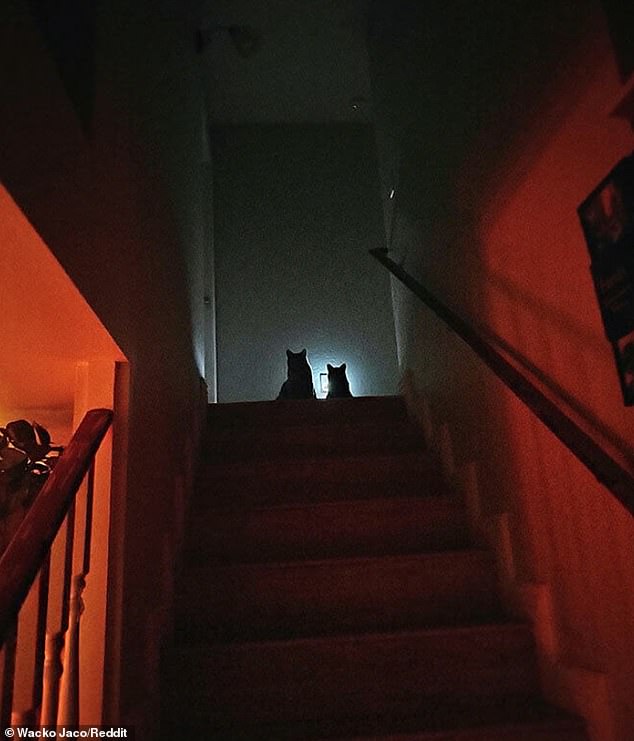 Climb the stairs... if you dare!  This cat's owner probably got scared when he climbed onto the bed and saw his feline waiting eerily on top.