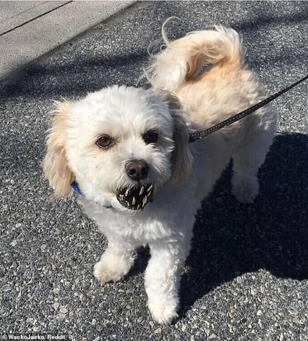 This adorable dog picked up his favorite ball while walking, but the markings on the toy made it look like the angelic pup had very fierce teeth.