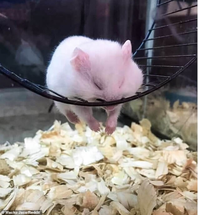 This hamster was sleeping so soundly on his exercise wheel that his owners thought he had died