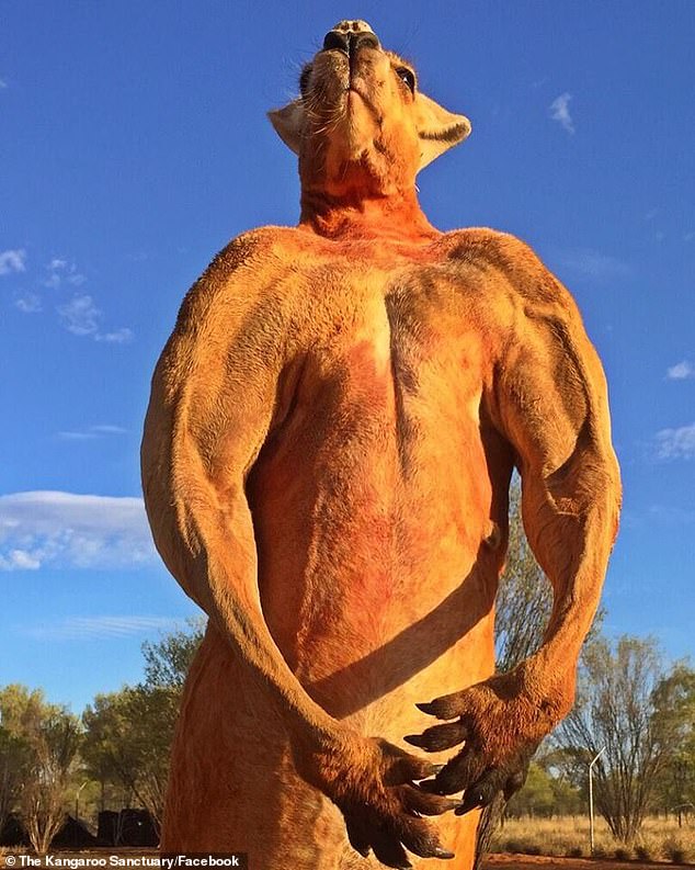 The red kangaroo lived in a sanctuary in Alice Springs, Australia, where he crushed metal buckets with his paws for fun.