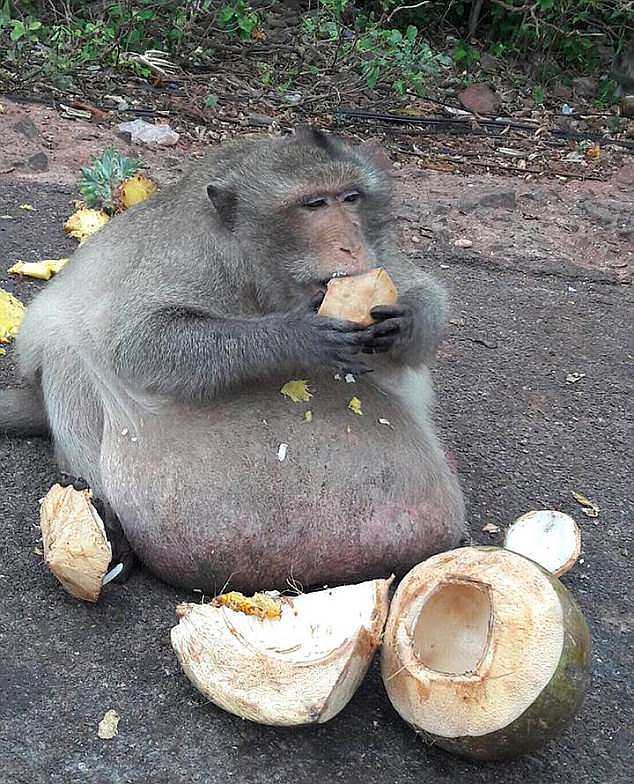 Godzilla was compared to the late Uncle Fatty (above), a long-tailed macaque who is believed to have eaten himself to death.