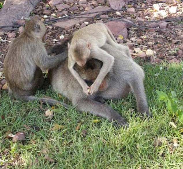 Uncle Fatty was considerably larger than average-sized macaques, two of which are pictured with the obese monkey above.