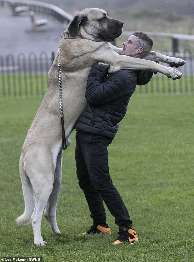 A Turkish Malakli (pictured with his owner) has been described as the largest dog in the UK.