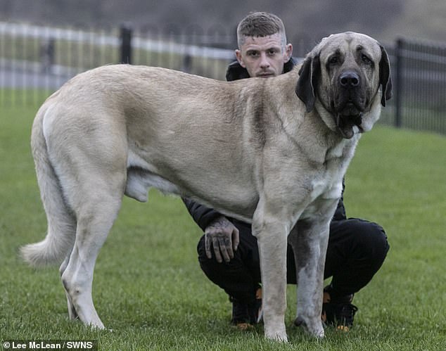 Dog trainer Dylan says Abu's diet costs him £11 a day, just over £4,000 a year.