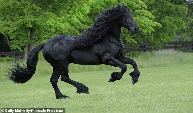 Frederick the Great, a Friesian stallion from the United States, may be the world's true black beauty