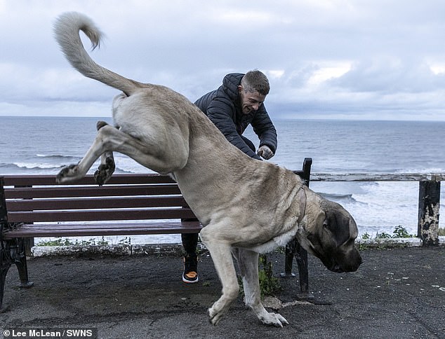 Abu, a Turkish Malakli, stands 7 feet 2 inches tall when on his hind legs and weighs the same as a baby elephant.