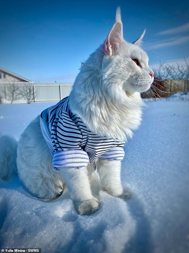 Maine Coons also hold the record for the world's longest cat: Stewie, from Nevada, measured 48.5 inches from nose to tail before his death in 2010.