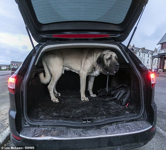 The huge hound devours 3kg of meat a day, including a whole chicken, three whole mackerel, two eggs and raw meat dog food.