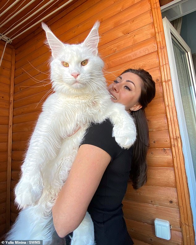 A massive two-stone Russian cat believed to be the largest in the world is so big it is often mistaken for a dog.