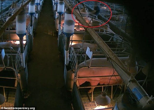 Footage taken by animal rights activists inside Midland Bacon in Victoria's outback allegedly shows the son of the pig farm's manager, Bradley O'Reilly, committing an act of bestiality on a sow.