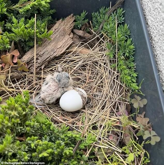 Excited by the happy moment, the Wolverine actor showed a clip of the bird cuddling its baby in the nest, before posting a close-up of the chick and its sibling still emerging from the shell.