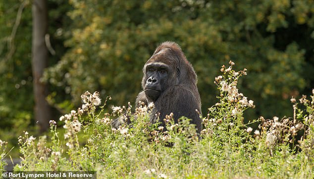 While south-east England is an unlikely habitat for rhinos, gorillas and lions, this is their area, Hannah writes.