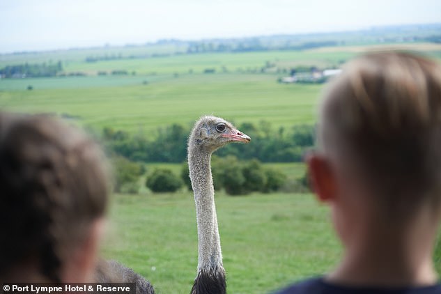 In the park, you can wander among enclosures filled with tigers and ostriches on a day visit.